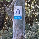 Pará Carolina, con los árboles NO